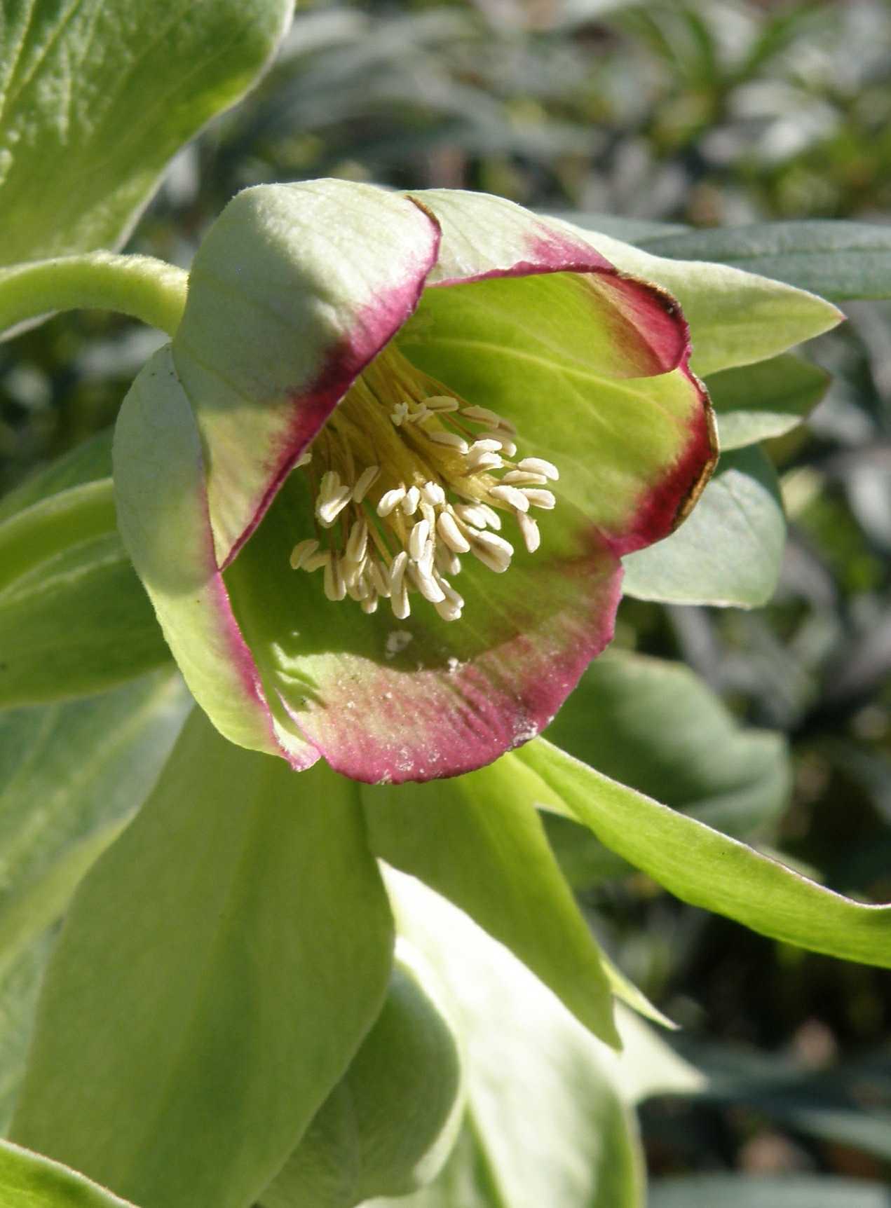 Hellebore sp. An early bloom in the grounds of Chilford Hall 